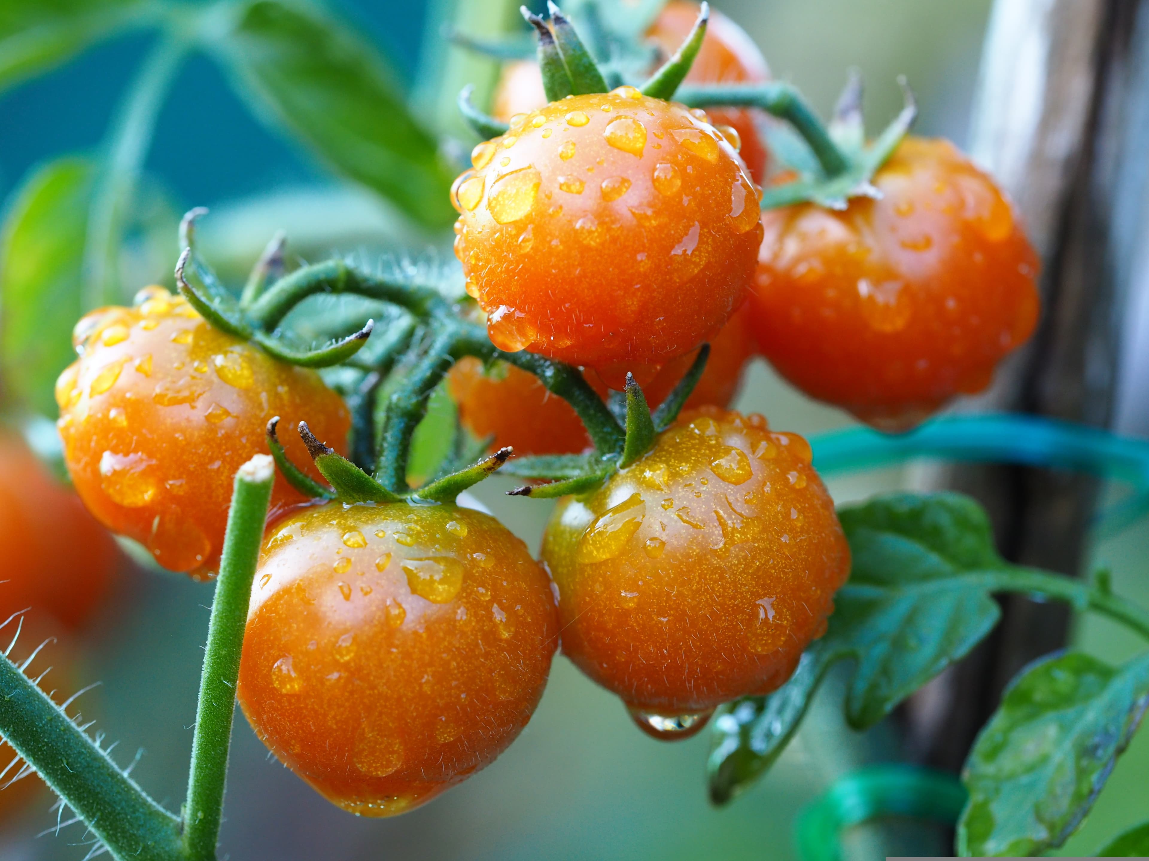 Regionale Lebensmittel aus Garten, Hof und privatem Überschuss