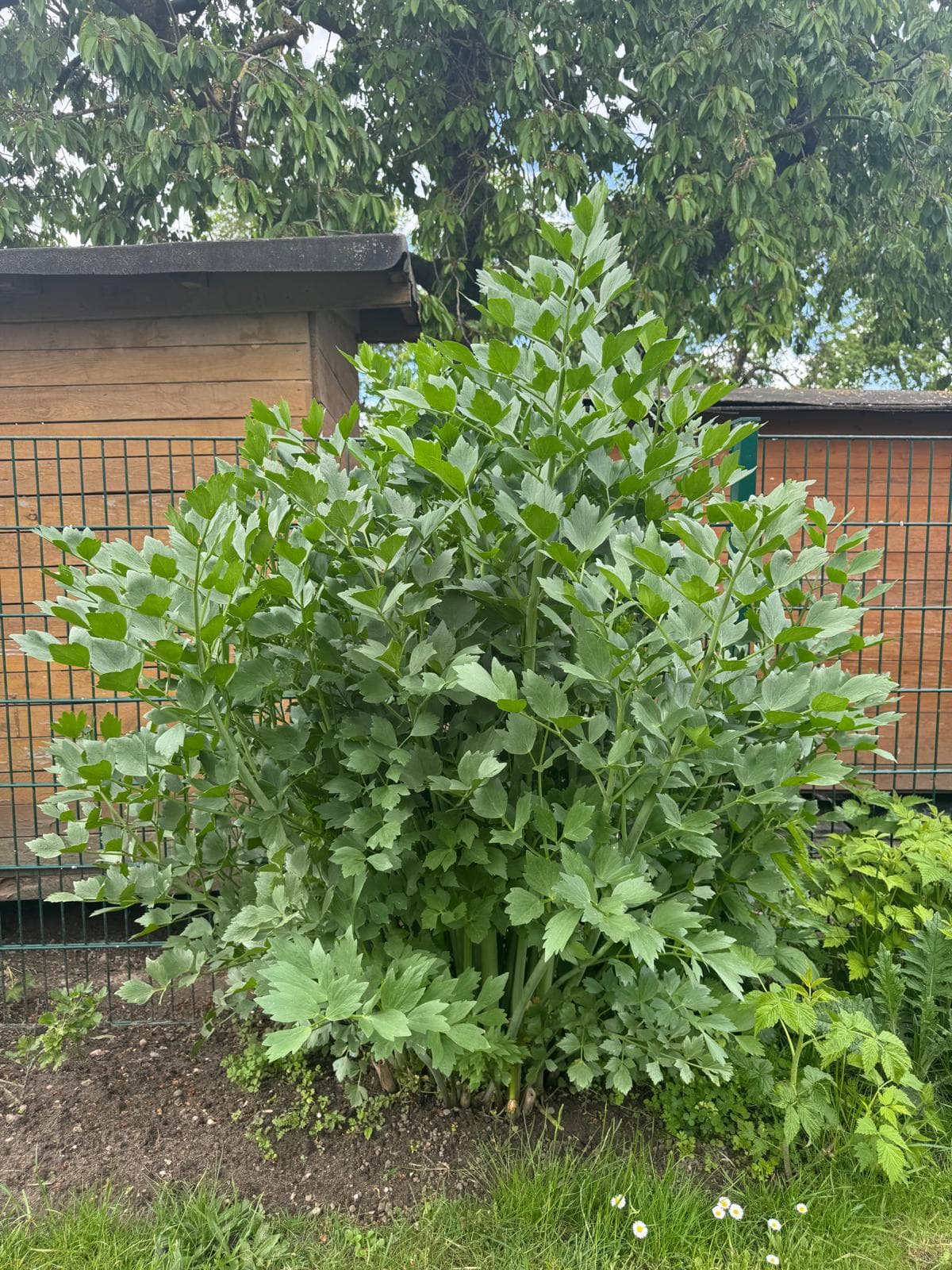 Liebstöckel frisch aus dem Garten (Maggikraut)
